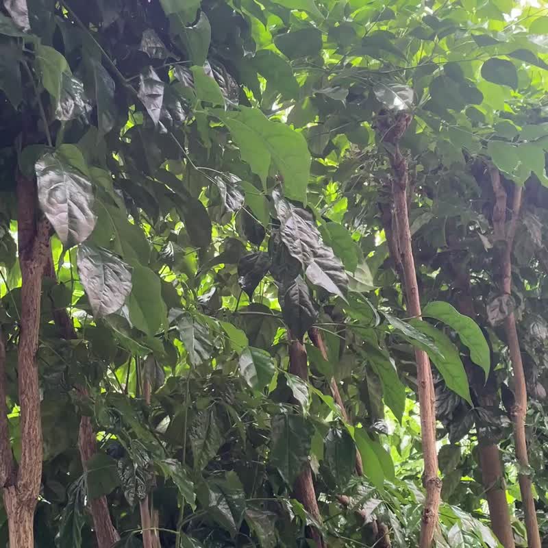 生命之树 x 阿赛斯特莱石 x MWO 能量坠饰项链 - 项链 - 水晶 金色