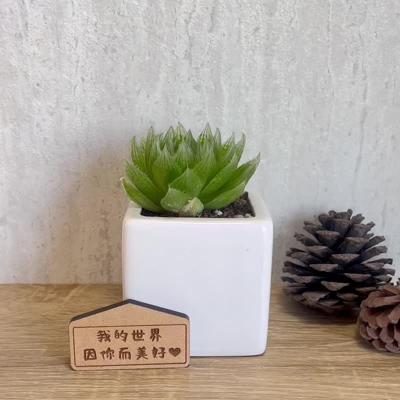 樱水晶-多肉植物简约白瓷盆栽(附磁铁字牌) 定制化礼物 - 植栽/盆栽 - 木头 绿色
