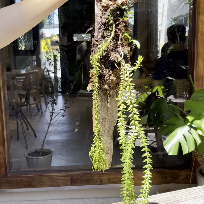 Hygge植感-上版蕨类-大垂枝石松 - 植栽/盆栽 - 水泥 绿色