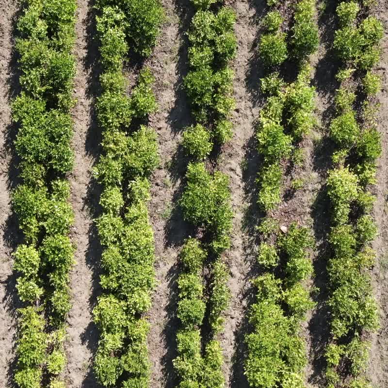 【快速出货】【品牌纸袋加购】小叶觅蜜-送礼专用/加购不单卖 - 纸盒/包装盒 - 纸 粉红色