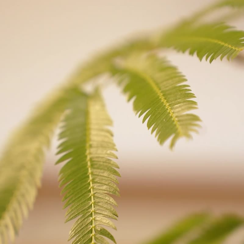 鹿造LUZAO 休闲外袍 男女同款 - 女装休闲/机能外套 - 棉．麻 咖啡色