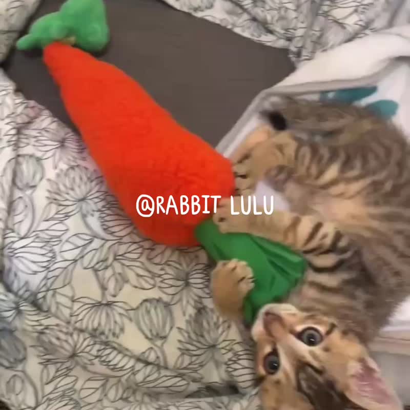 RABBITLULU 猫咪销魂红萝卜猫草包 猫薄荷 猫玩具 - 玩具 - 棉．麻 橘色