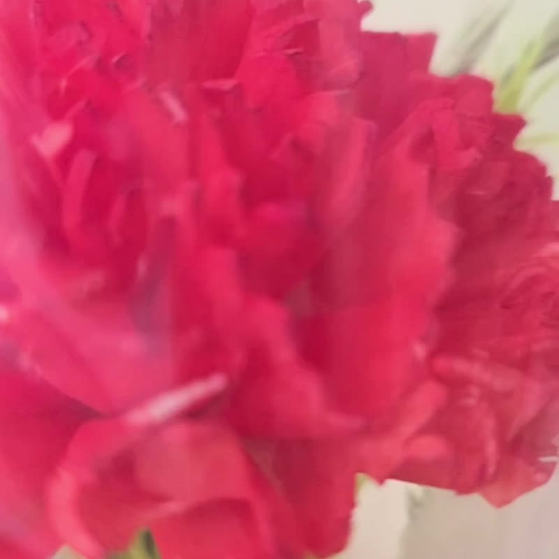 2026 母亲节 单朵索拉康乃馨花束 - 干燥花/捧花 - 植物．花 