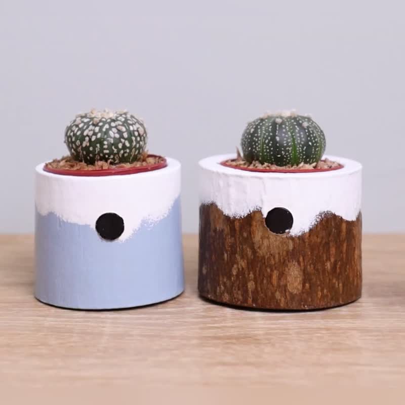 小鱼云儿 一寸多肉盆栽 附纸盒 | 婚礼生日圣诞毕业儿童离职礼物 - 植栽/盆栽 - 木头 多色