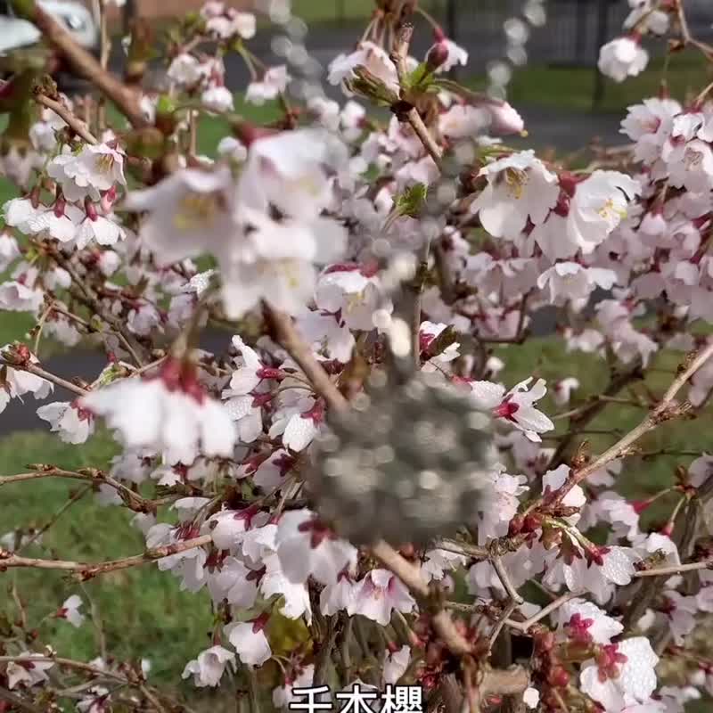 日本樱花100円链咀 - 项链 - 其他金属 
