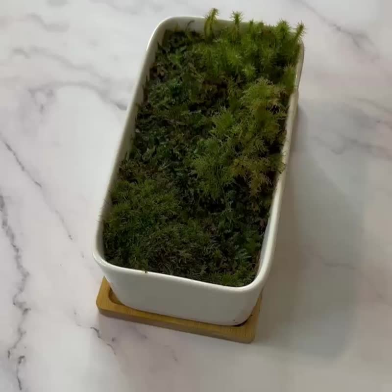 个性化苔藓装饰- 自然微光 / 定制化 / 开幕盆栽 / 送礼 - 墙贴/壁贴 - 植物．花 