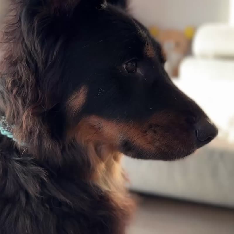 Dog Collar 颈圈 - 项圈/牵绳 - 其他材质 黑色
