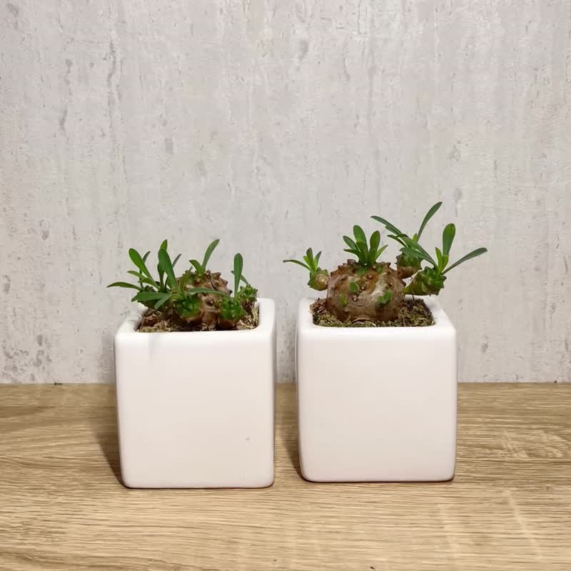 峨嵋山-多肉植物简约白瓷盆栽(附磁铁字牌) 定制化礼物 - 植栽/盆栽 - 瓷 白色
