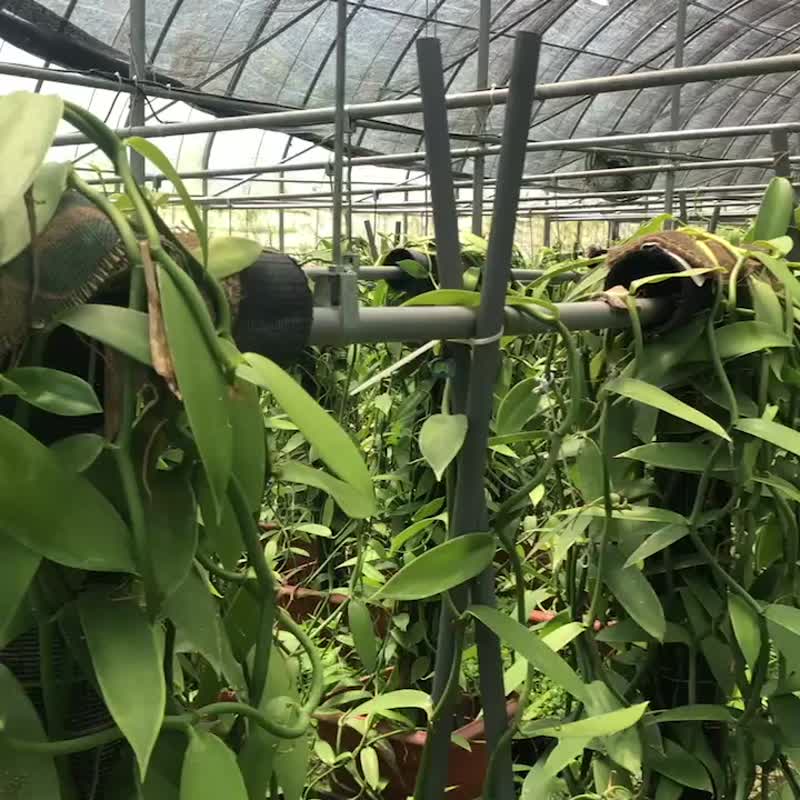 台湾香草-义式冰淇淋 - 冰淇淋/冰棒 - 新鲜食材 灰色