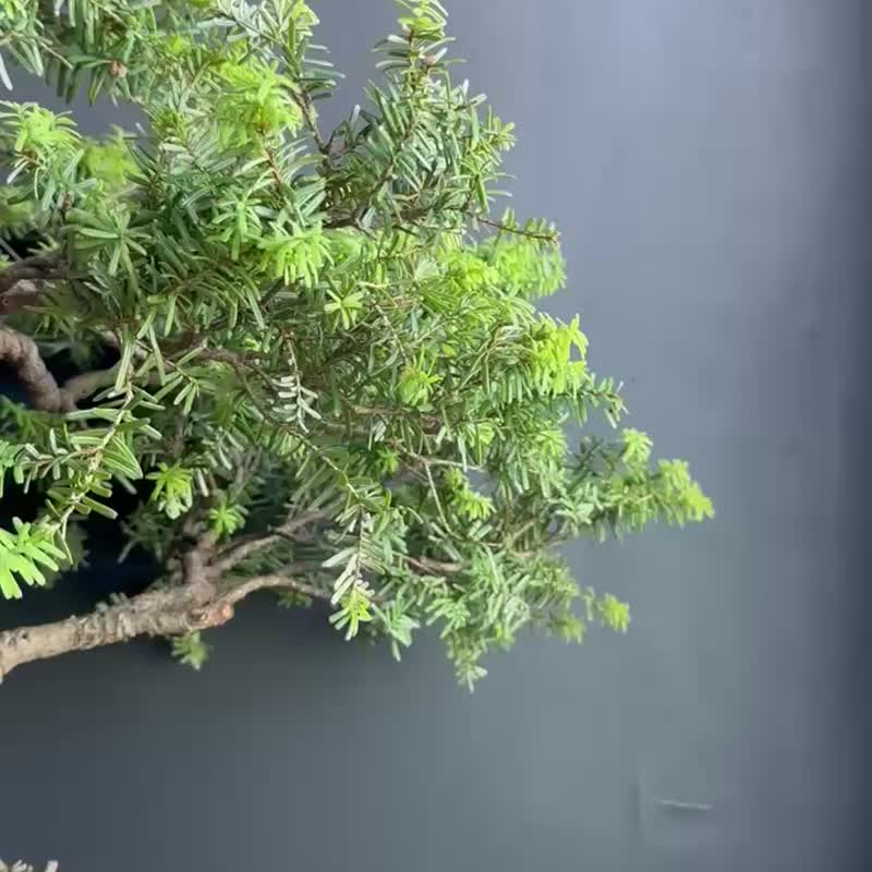 日本 一位 植物 盆景 盆栽 bonsai 枫叶 块根 多肉植物 送礼 - 植栽/盆栽 - 植物．花 绿色