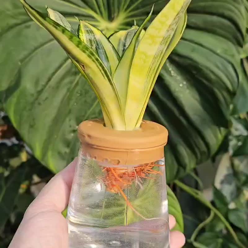 哈尼虎尾兰 三角水耕盆栽 室内植物 观叶植物 礼物 水培 - 植栽/盆栽 - 植物．花 透明