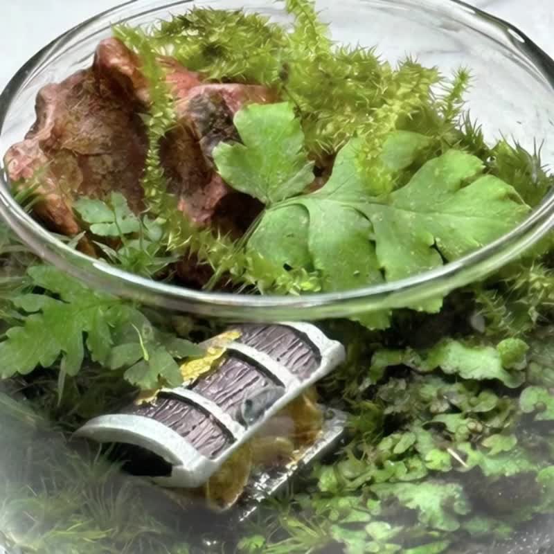 森林秘宝 / 超迷你掌上型手工微景观生态盆 - 植栽/盆栽 - 植物．花 