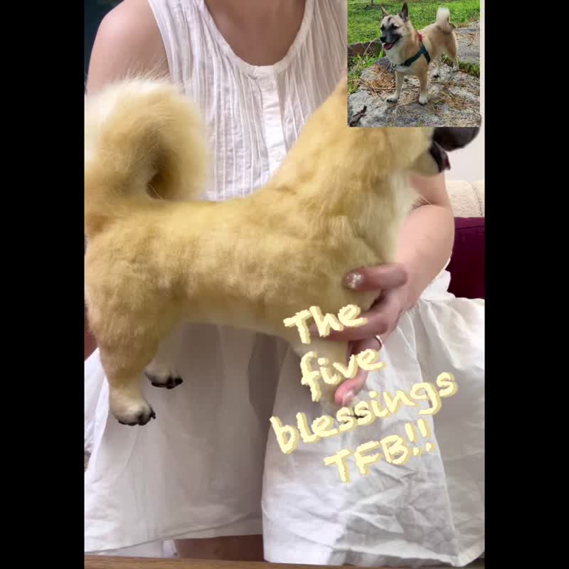 韩国狗，逼真的毛绒玩具 - 玩偶/公仔 - 其他材质 金色