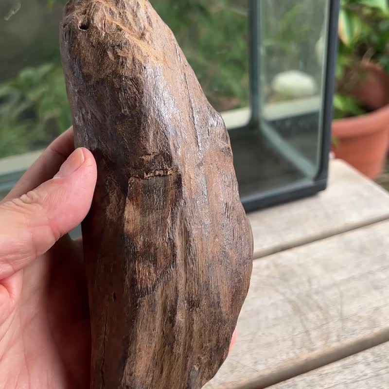 加里曼丹 野生沉香老料 475公克 沉香摆件 【沉水级】 星洲系 - 摆饰 - 木头 卡其色