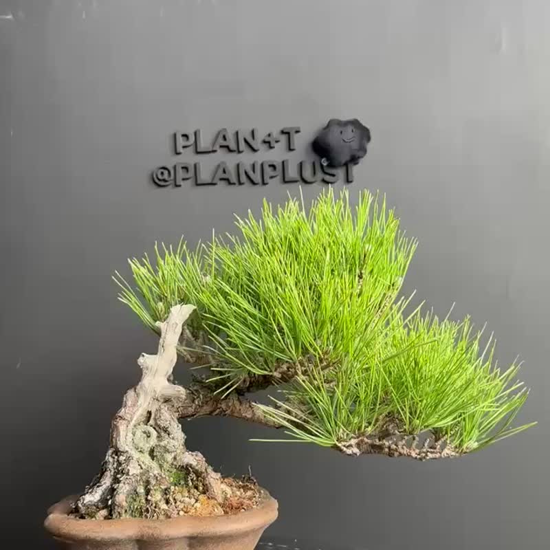日本 黑松植物 盆景 盆栽 bonsai 枫叶 块根 多肉植物 送礼 - 植栽/盆栽 - 植物．花 绿色