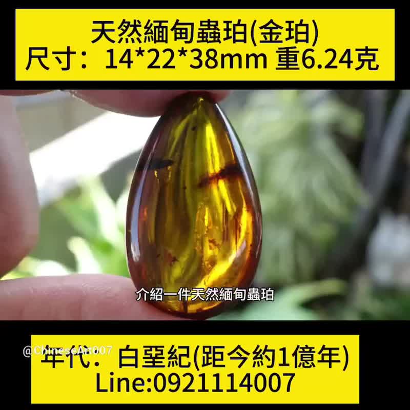 天然缅甸琥珀 虫珀 6.24克 Amber 水滴型 金珀 原石 琥珀 白垩纪 - 吊饰 - 半宝石 金色
