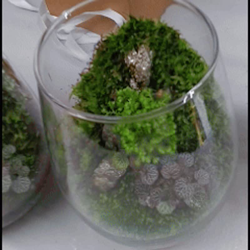 琉光碎境 DIY 体验包 / 入门款矿石苔藓瓶 - 植栽 - 植物．花 