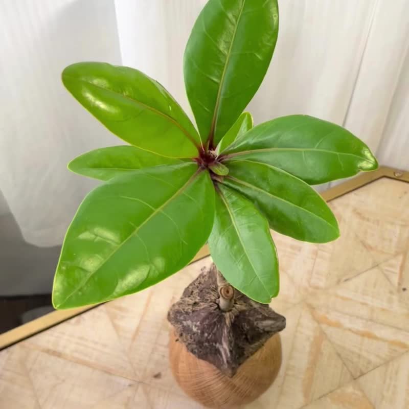 棋盘脚 手作植栽苔球 - 植栽/盆栽 - 植物．花 