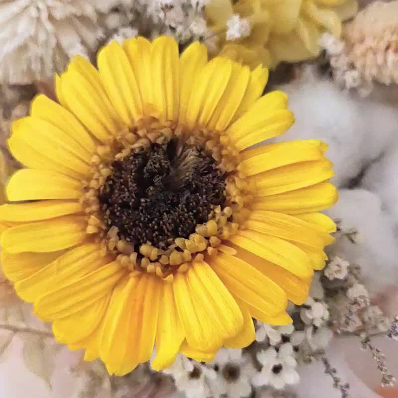 毕业花束 永生非洲菊小型花束 - 干燥花/捧花 - 植物．花 
