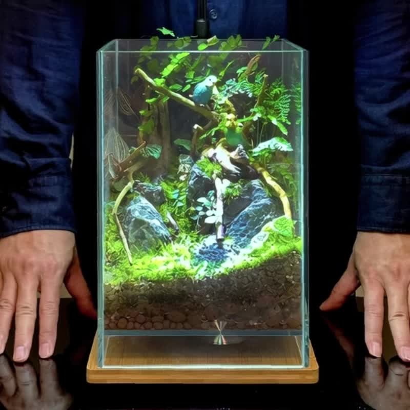 栖影晨光 / 主题性定制化造景生态缸 - 植栽/盆栽 - 植物．花 