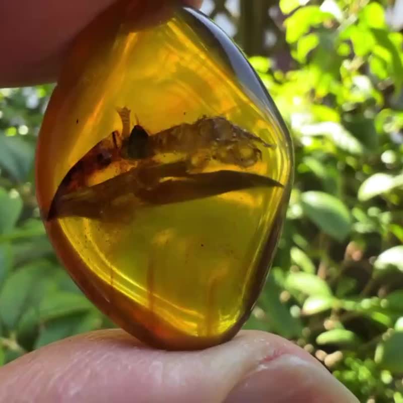 天然缅甸琥珀 金珀 Myanmar Amber 原石 琥珀 白垩纪 时空胶囊 - 吊饰 - 半宝石 金色