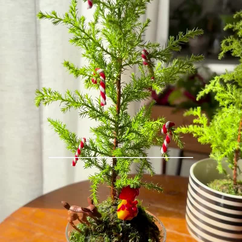 在线课程材料包_野地圣诞小树苔球 - 植栽 - 植物．花 