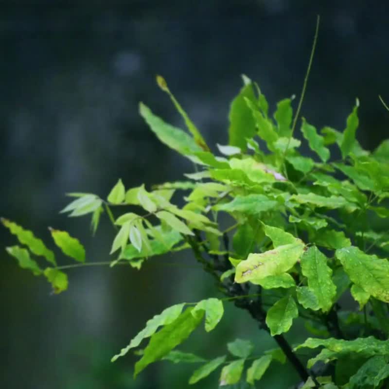 【定制化礼物】办公室疗愈小物 ~ 灵果-恩慈挂画 / 画作/家居布置 - 墙贴/壁贴 - 环保材料 