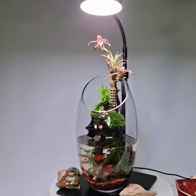 水陆生态缸 - 植栽/盆栽 - 玻璃 
