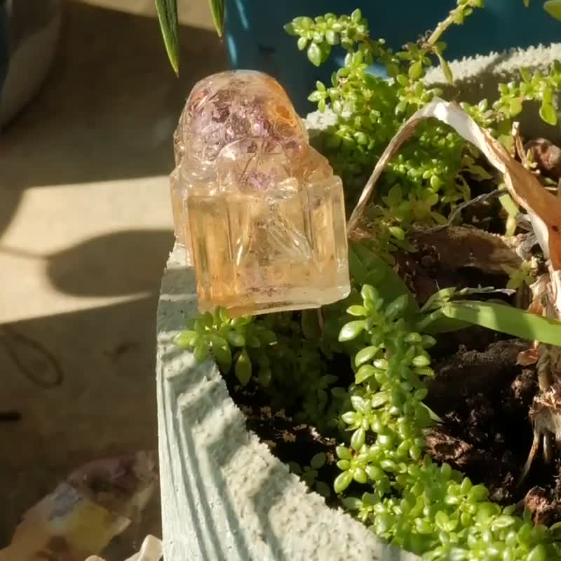 伪甲虫标本 / 可加框 甲虫 锹形虫 标本 押花 疗愈小物 摆件 - 摆饰 - 植物．花 多色