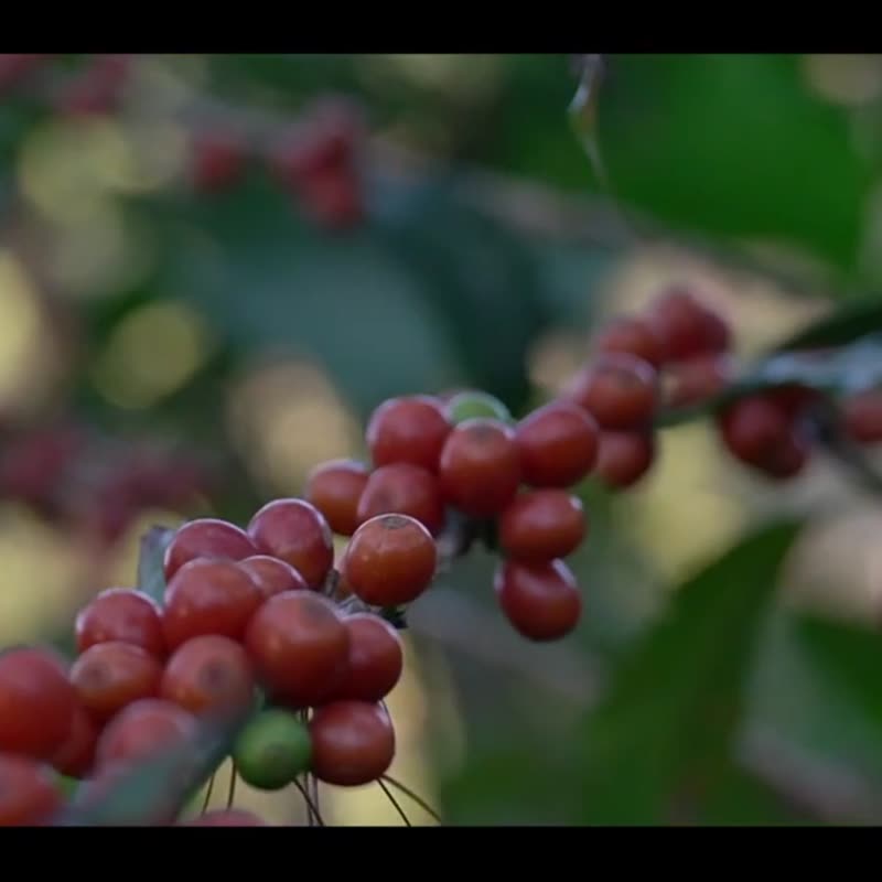 埃塞俄比亚 Gedeo Gedeb Chelchele Natural - 咖啡 - 其他材质 