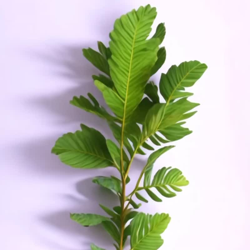 蕨色陶瓷杯垫2.0 - 崖姜蕨/和煦款 | 杯垫 吸水杯垫 陶瓷 隔热垫 - 杯垫 - 陶 多色