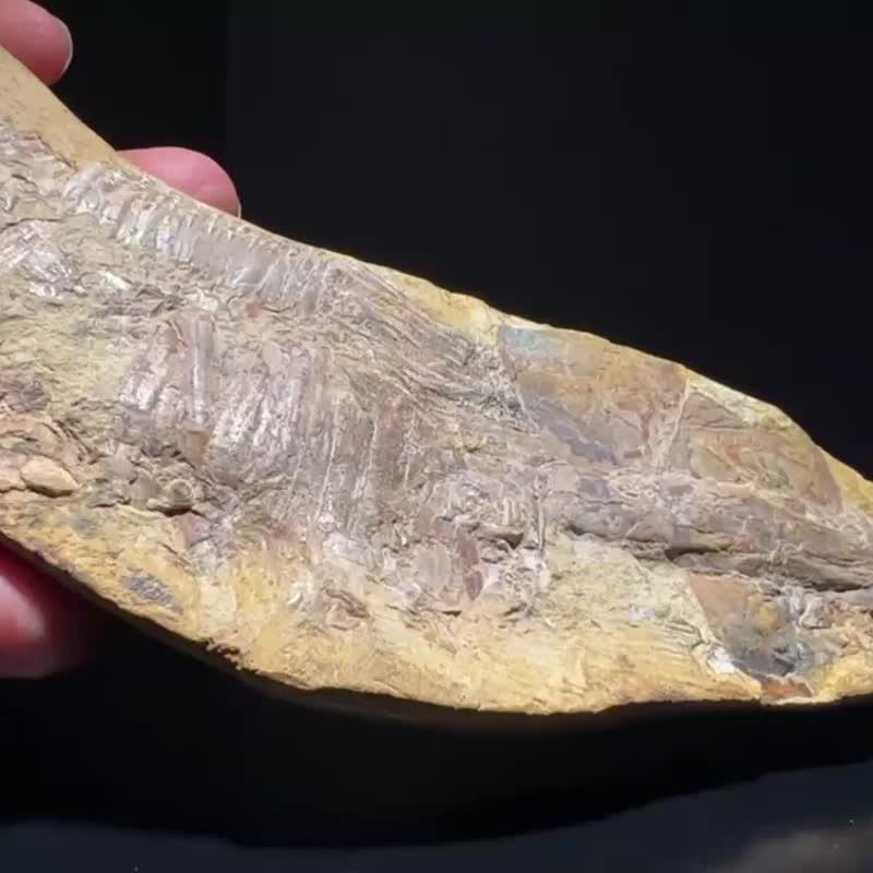 白垩纪 巴西剑鼻鱼化石 505克 Vinctifer comptoni 真品 收藏级 - 摆饰 - 石头 多色