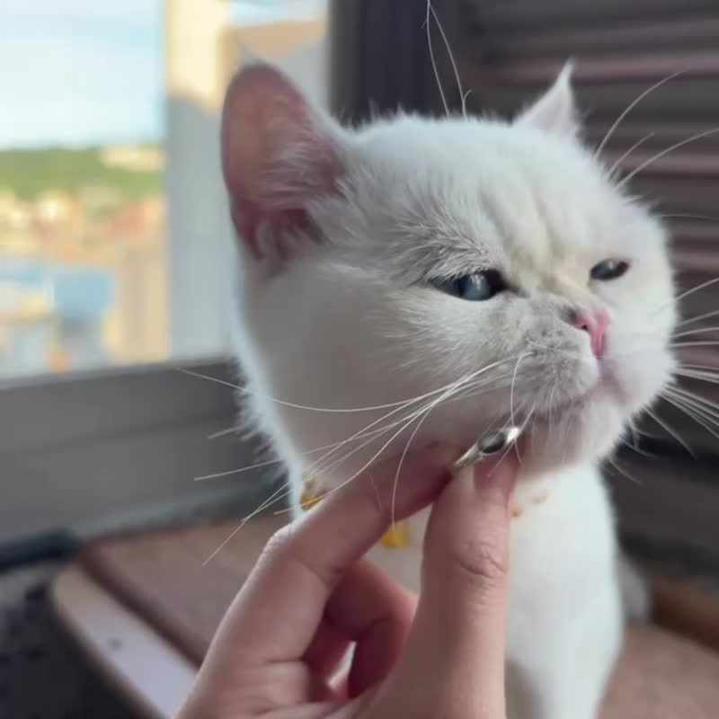 宠物订制【 宠物毛琉饰品 】宠物定制 宠物纪念 纯银饰品 - 戒指 - 纯银 