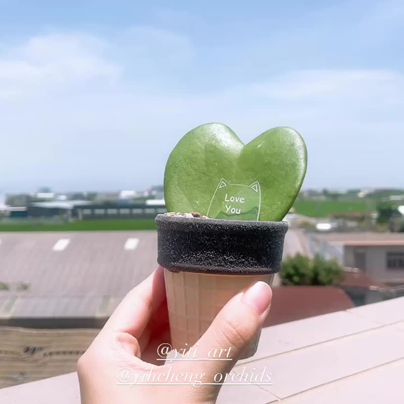 毕业礼物 婚礼小物 告白爱心球兰 多肉小盆栽 情人节 生日 纪念 - 植栽/盆栽 - 植物．花 绿色