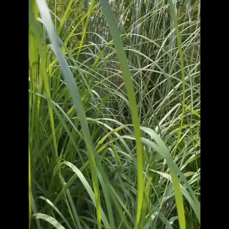 蒸汽朋克 复古 做旧 铜金属 硬币装饰 牛皮印花方巾扣 领巾扣 - 其他 - 其他人造纤维 金色