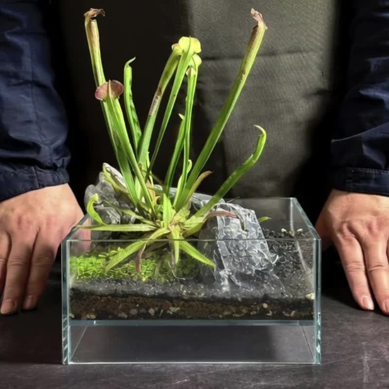 新品上市 因地成境 / 定制化室内微景观开放缸 - 植栽/盆栽 - 植物．花 