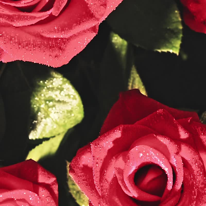 【小农益生菌系列】玫瑰佳酚益生菌30入 3盒组 | Cycitrus 杉与橙 - 健康/养生 - 浓缩/萃取物 紫色