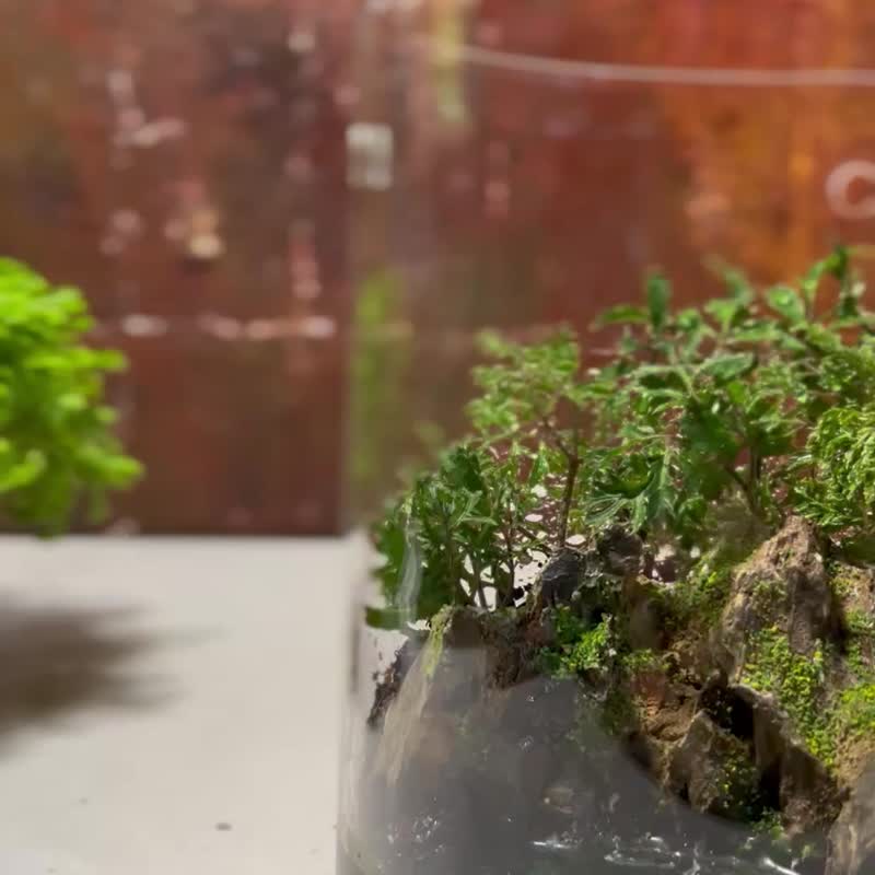 【生态缸－山海之界】微景观 室内植栽 礼物 办公室摆设 - 植栽/盆栽 - 玻璃 绿色