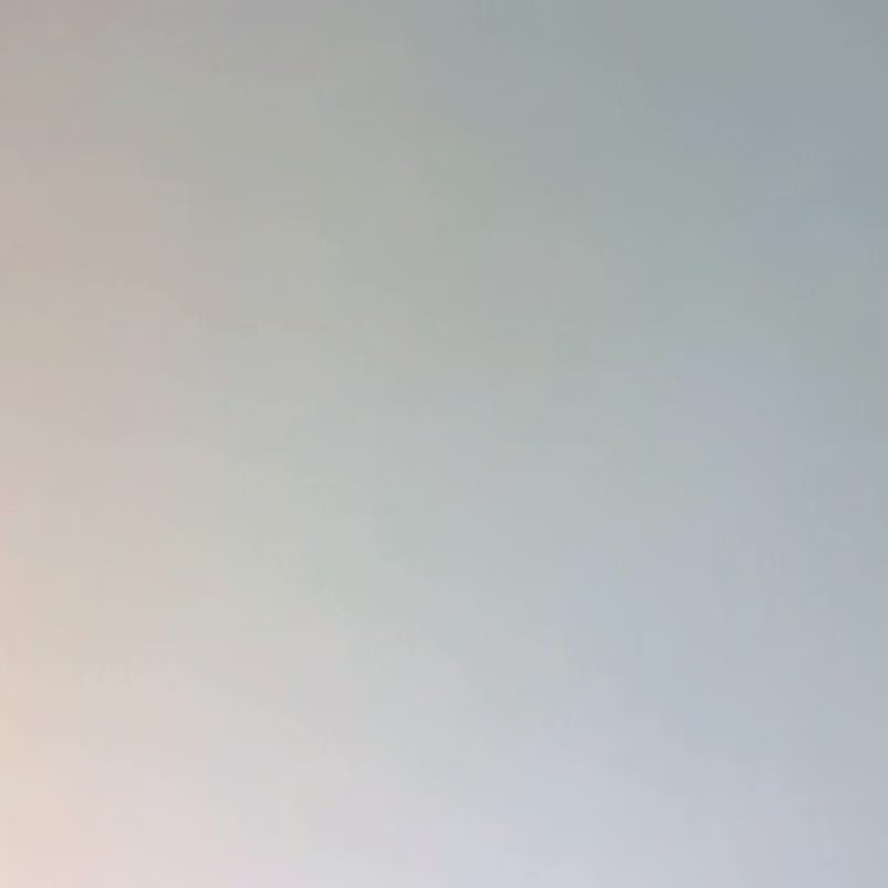 迷你掌心圣诞树 附包装礼盒 - 干燥花/捧花 - 植物．花 多色