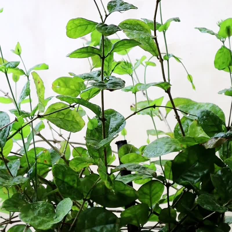 细胞 泰国蓝宝坠饰耳环-925银-纯银耳针 - 耳环/耳夹 - 纯银 蓝色