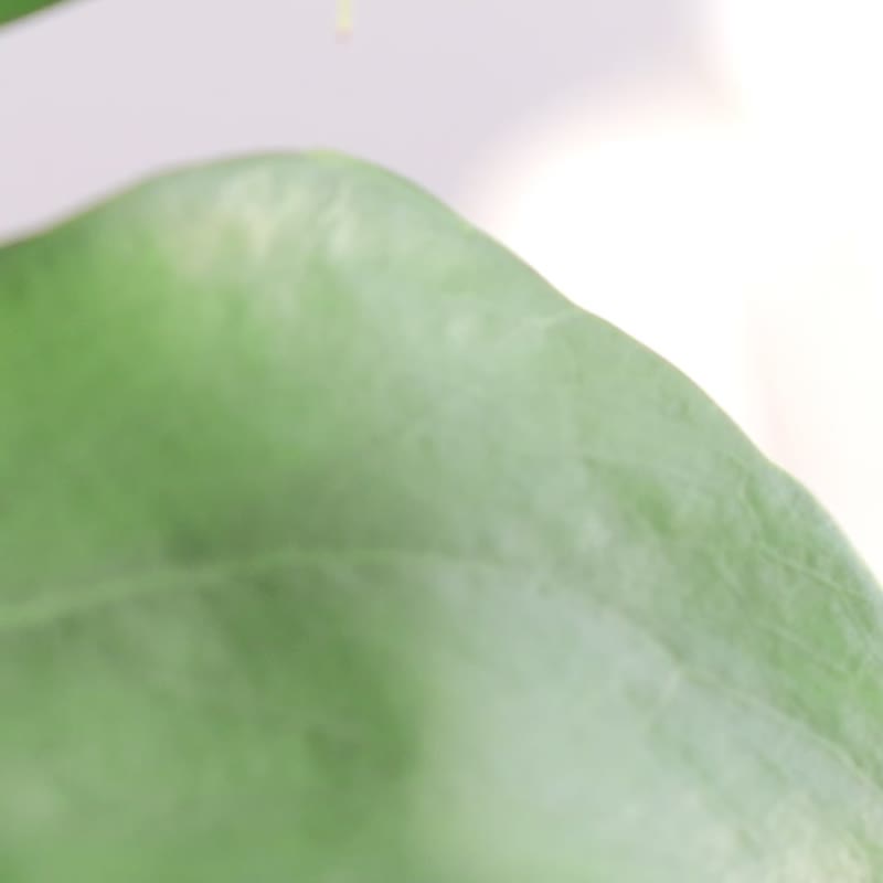 ni.kou 纯银 小花 植物 方线条 垂坠 耳环 - 耳环/耳夹 - 其他金属 